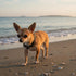 Martingale Collar  for Small Dogs